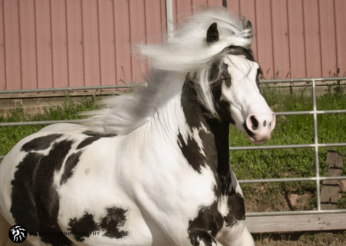 Starfire Atlas - Gypsy Vanner Stallion @Star Fire Gypsy Stud, California